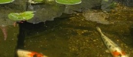 Water Lillies Fish Pond